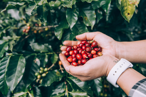 freshly-picked-coffee-beans